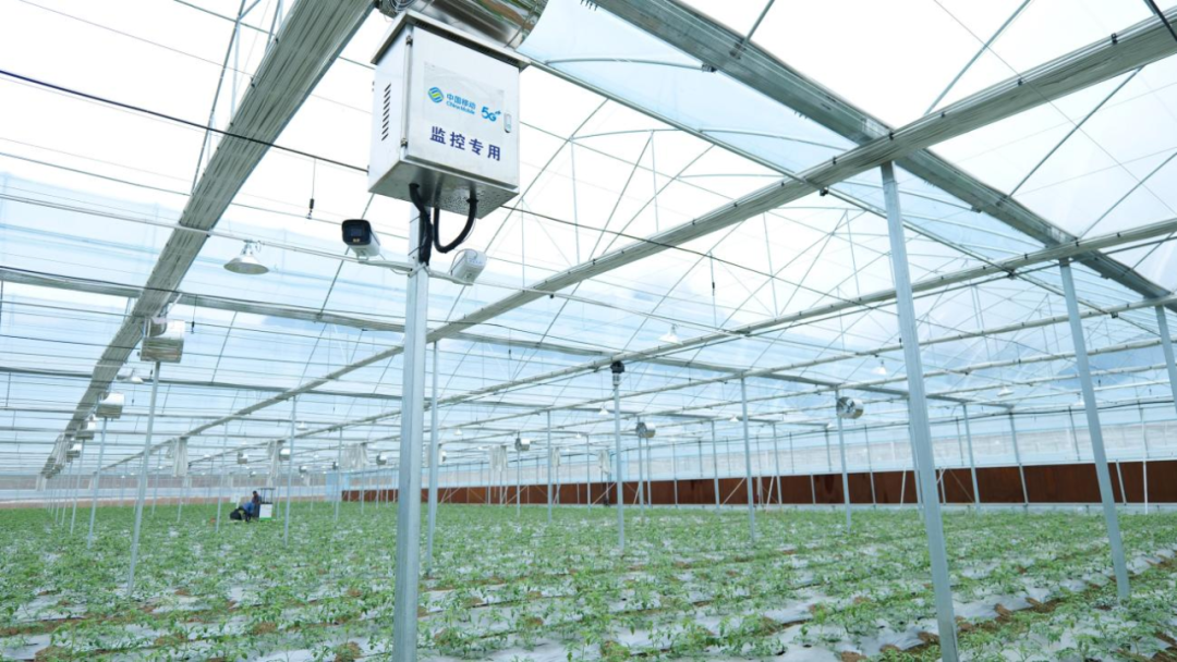 "南菜北运"蔬菜大棚里的5g智能监控设备