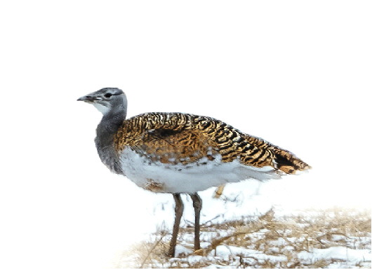 被人误会千百年 大鸨其实是国宝|雄鸟_新浪财经_新浪网