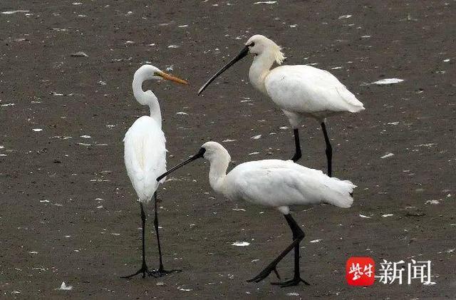 青头潜鸭,东方白鹳,黑脸琵鹭……珍稀鸟类纷纷"做客"南京溧水|南京市