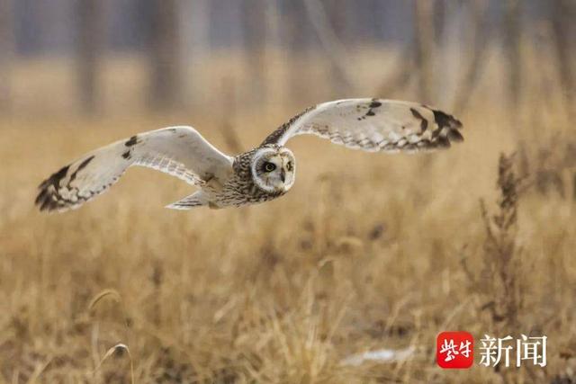青头潜鸭,东方白鹳,黑脸琵鹭……珍稀鸟类纷纷"做客"南京溧水|南京市