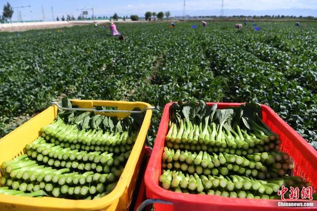 2021年7月29日，甘肃省张掖市甘州区乌江镇供粤港澳大湾区优质果蔬产业基地蔬菜成熟，工作人员对菜心进行收割。杨艳敏 摄