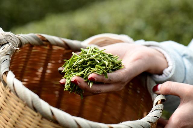 3月16日,茶农在贵州省凤冈县何坝街道一茶园采摘春茶(无人机照片).
