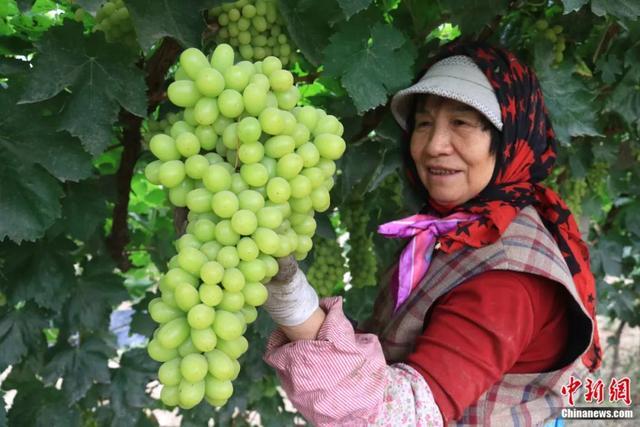 图为甘肃省敦煌市阳关镇营盘村，农民在葡萄园中采摘葡萄。张晓亮 摄