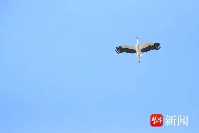 青头潜鸭,东方白鹳,黑脸琵鹭……珍稀鸟类纷纷"做客"南京溧水|南京市