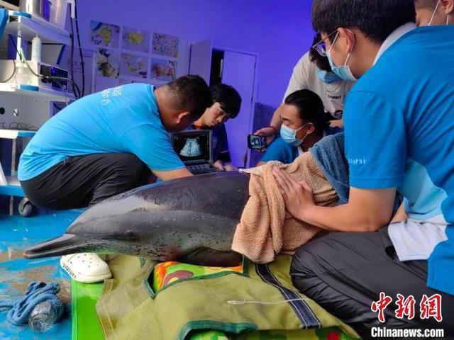 一点斑原海豚在三亚海滩搁浅 多部门联合救助
