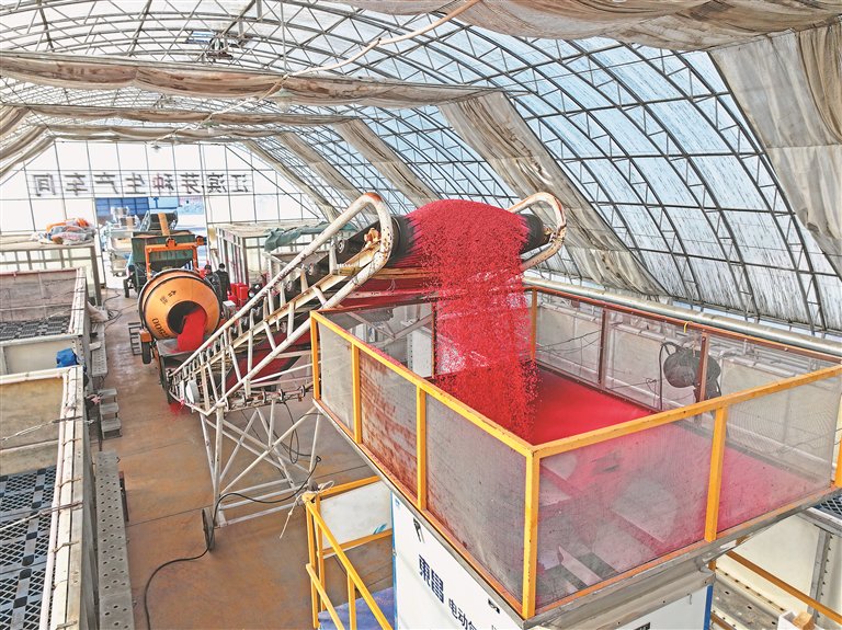 生产线上进行水稻种子包衣作业.