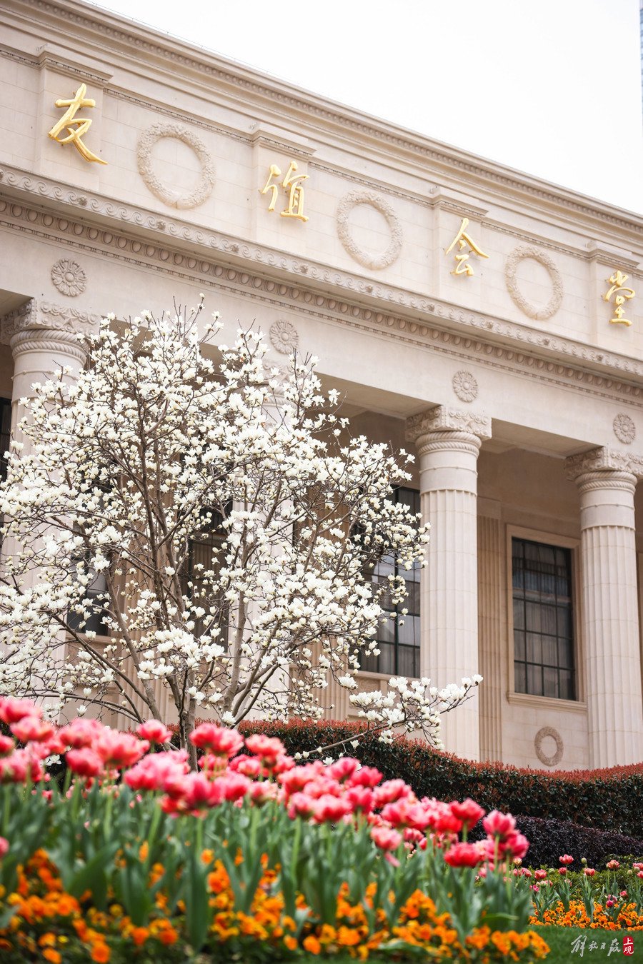 友谊会堂,花坛里立着白玉兰绽放的玉兰树,绚丽的郁金香微微绽开,各色