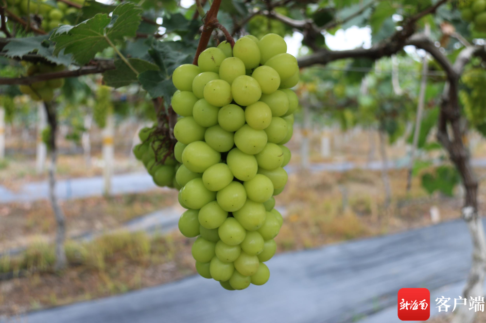 陵水阳光玫瑰葡萄可以采摘了|葡萄_新浪财经_新浪网