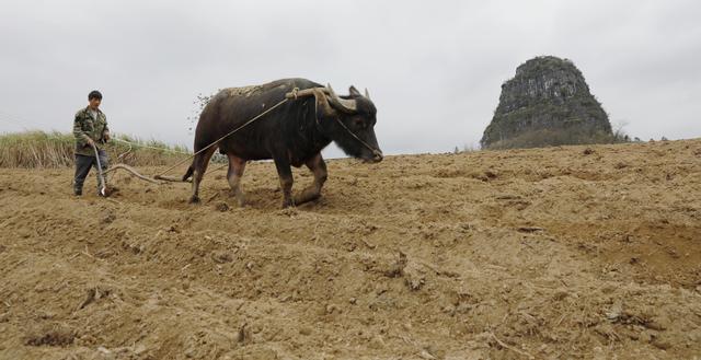 在广西来宾市忻城县城关镇古香村,农民在犁地准备种植甘蔗(2月25日摄)