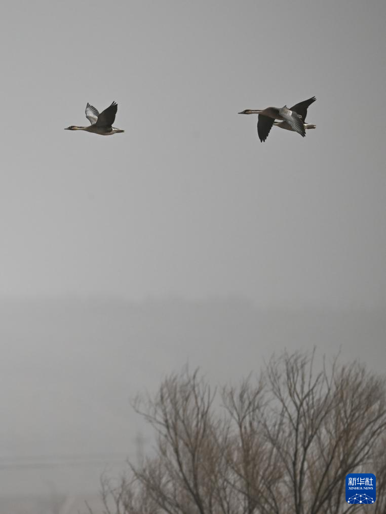 3月16日,在呼和浩特市托克托县黄河湿地,鸿雁在空中飞翔.