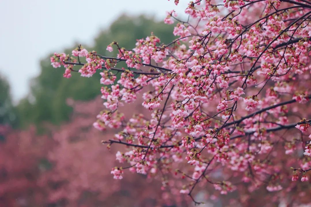 壁纸 花 桌面 1080_720