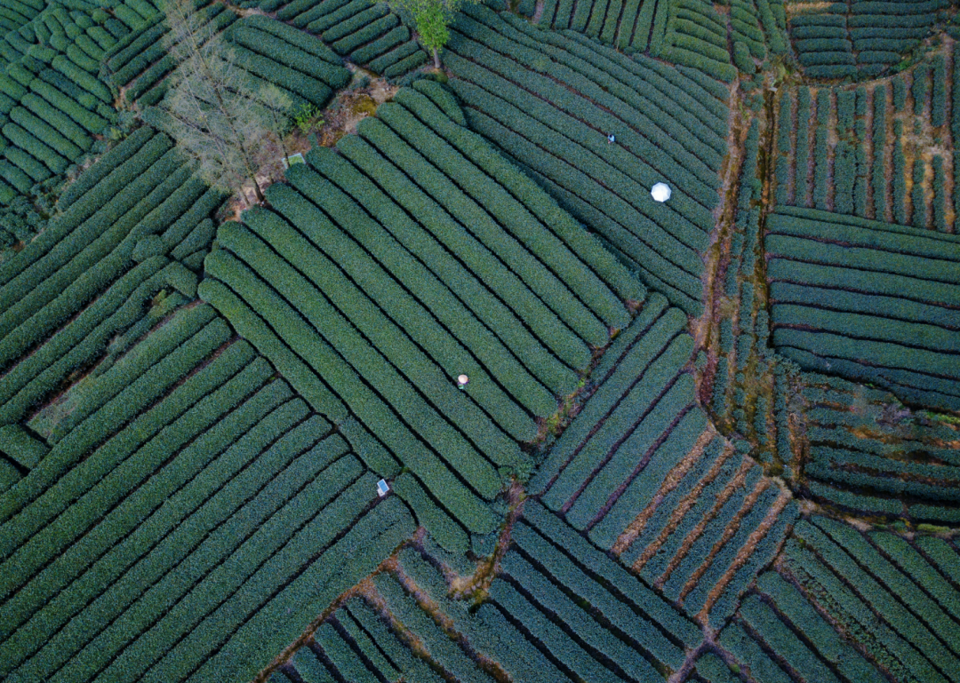 邛崃夹关万亩茶田 摄影:陶轲