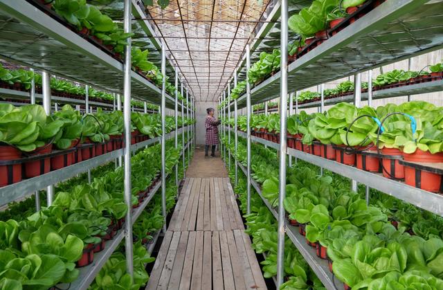 镇一家蔬菜种植合作社社员在大棚内管护采用立体栽培技术种植的生菜