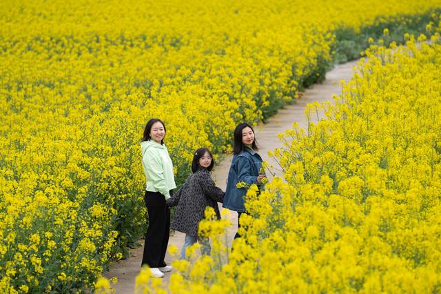 3月17日，在四川省绵阳市安州区秀水镇，游客在油菜花海中游玩。新华社记者 江宏景 摄