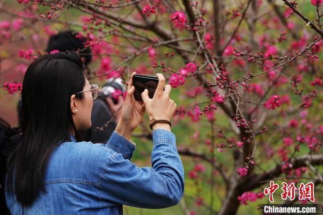 游客在枝江市安福寺镇桃源景区内欣赏桃花.董晓斌 摄