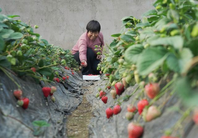 河北省秦皇岛市抚宁区抚宁镇一家草莓种植合作社社员在大棚内采摘草莓