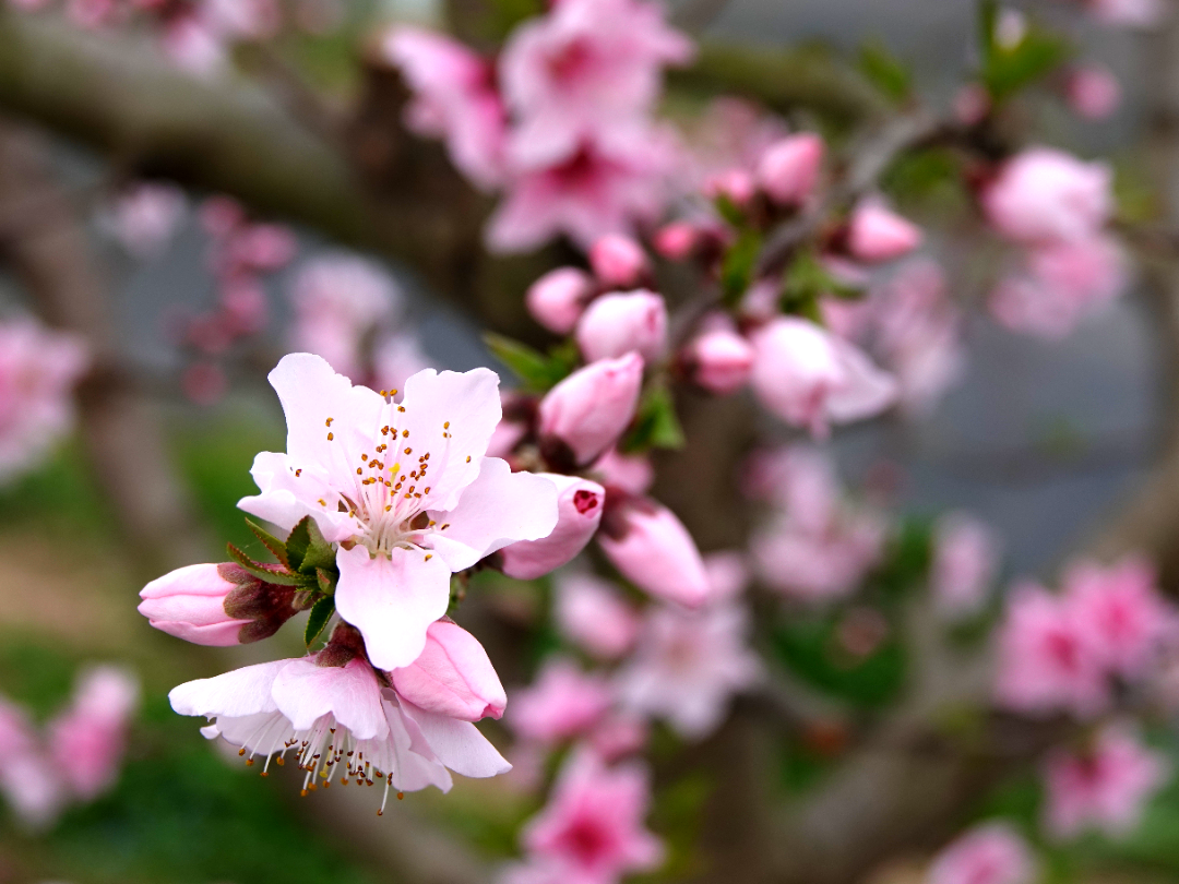 龙泉山桃花下周最美赏花必看