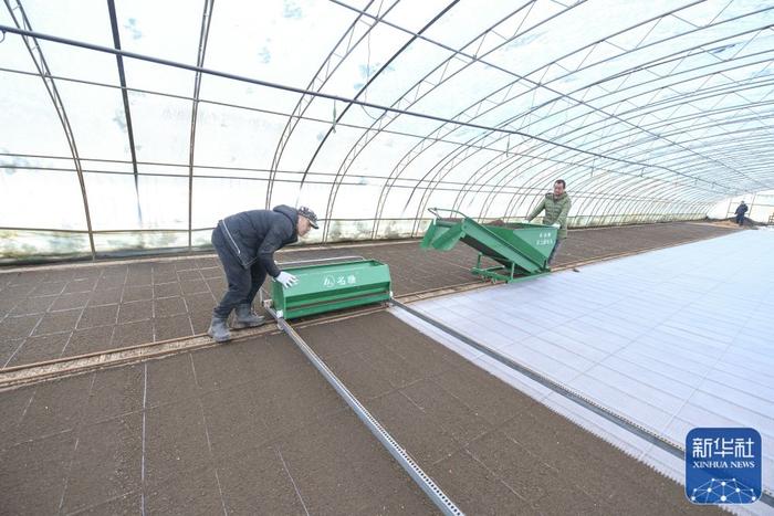 第五管理区的育秧大棚里,农业职工在进行水稻育秧前的摆盘覆土作业