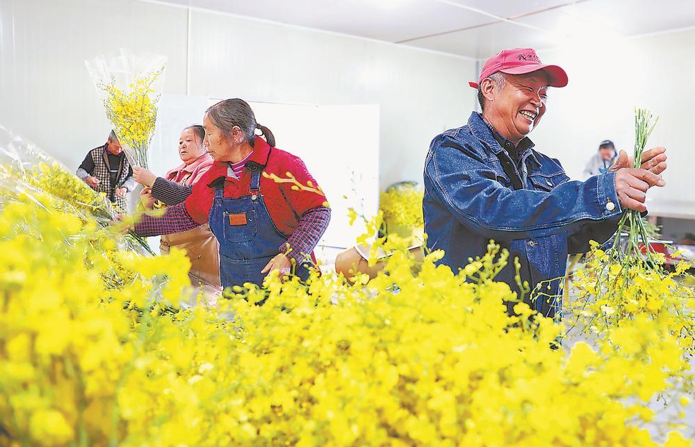 在福建馨慧兰园艺有限公司，工人正在打包文心兰。 汤文娟 摄