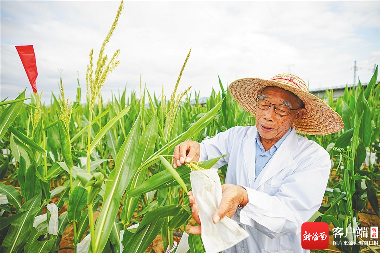 海南日报记者 王程龙 摄