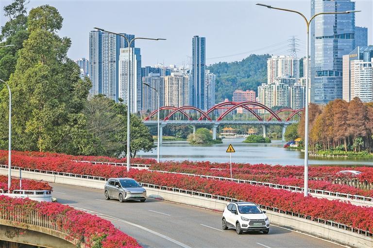 罗湖区笋岗东立交桥,道路两旁种植的簕杜鹃迎来花期.
