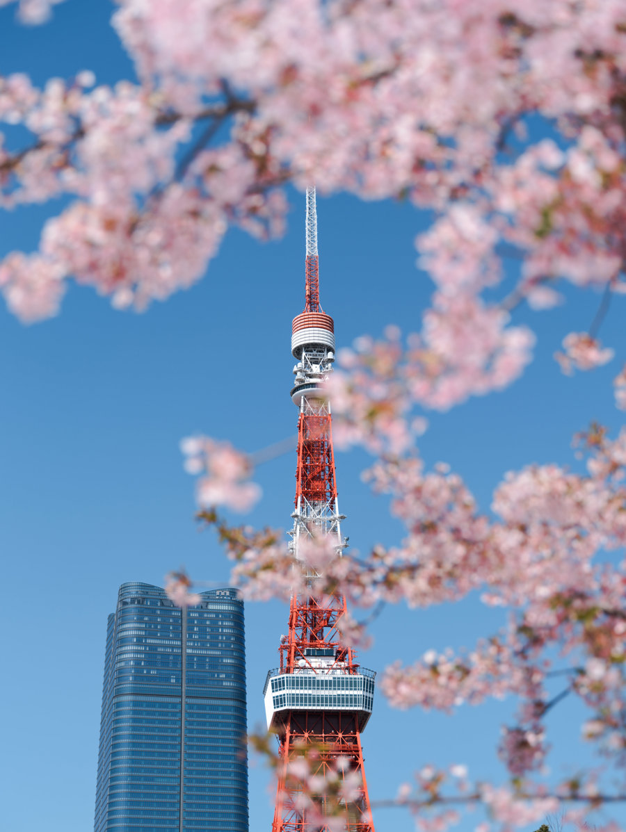 3月13日在日本东京拍摄的东京塔和盛开的樱花.