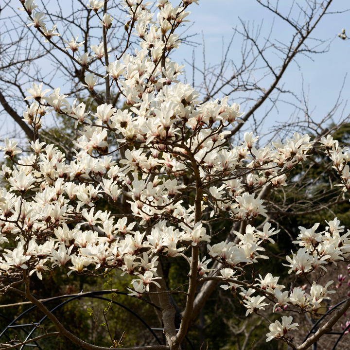 "市花"白玉兰绽放,快来这些点位观赏吧
