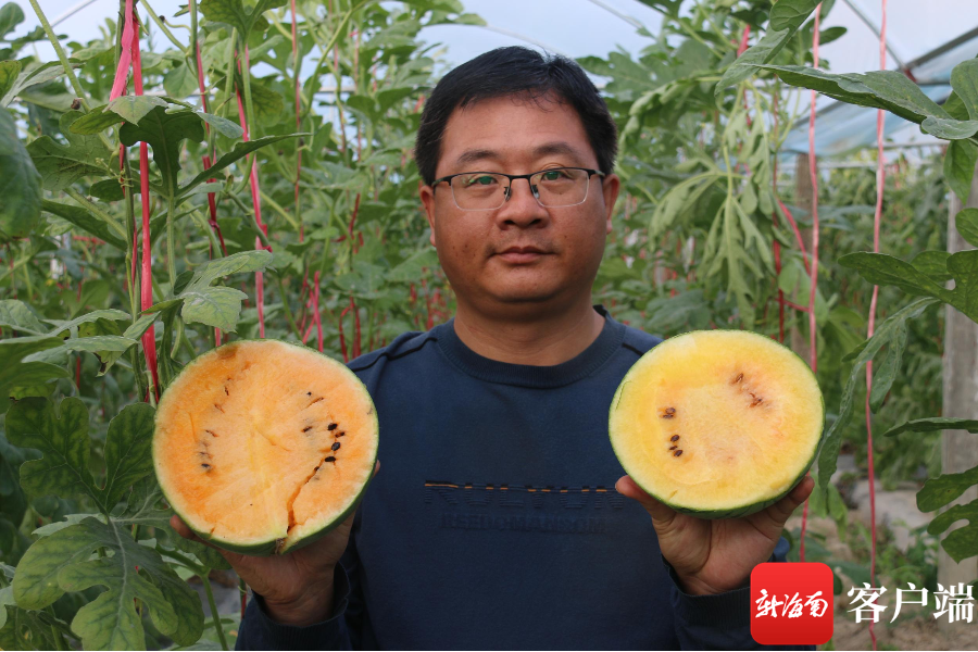 鲜食玉米,诱人的西甜瓜,各色水稻……三亚市崖州区国家现代农(种业)业