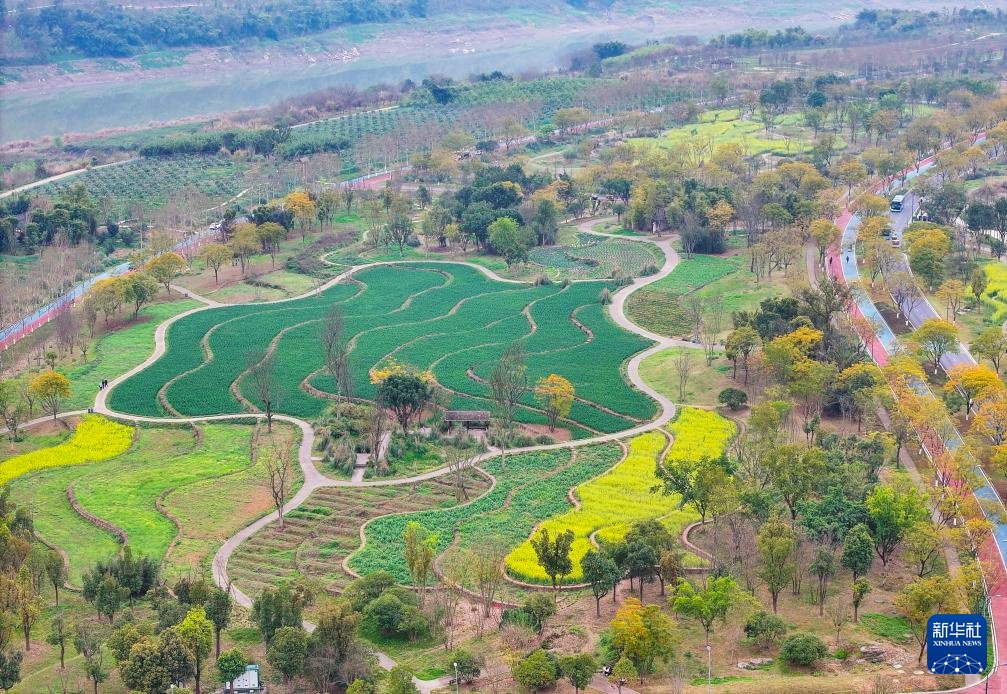这是3月16日拍摄的重庆广阳岛春日景象(无人机照片).