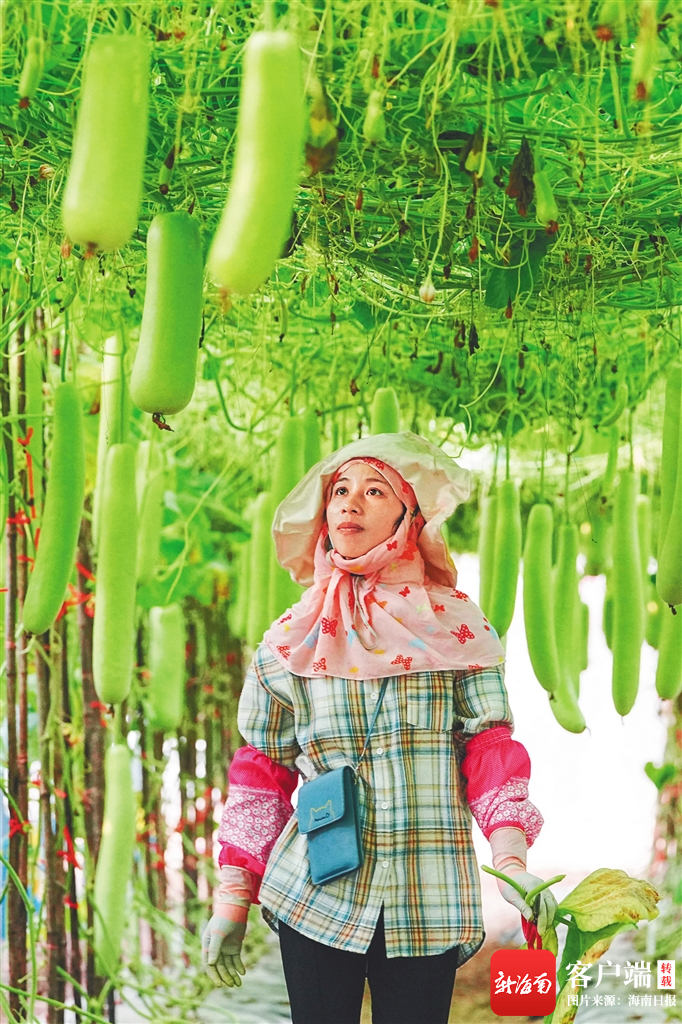 三亚市崖州区国家现代农业（种业）产业园内，工作人员查看瓜果成熟度。王将就供图