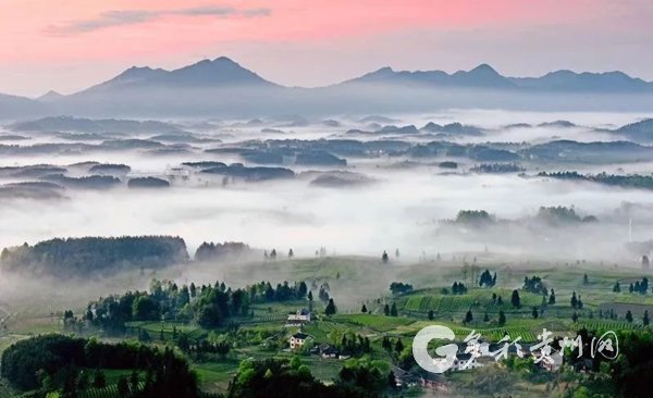 【融媒体中心新闻播报】遵义凤冈:依托"小生态"催生""
