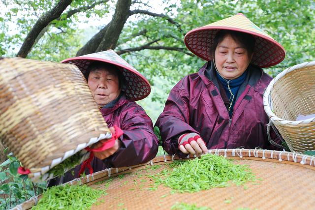 3月18日,在浙江省湖州市德清县一处有机茶园,采茶工整理采摘的春茶.