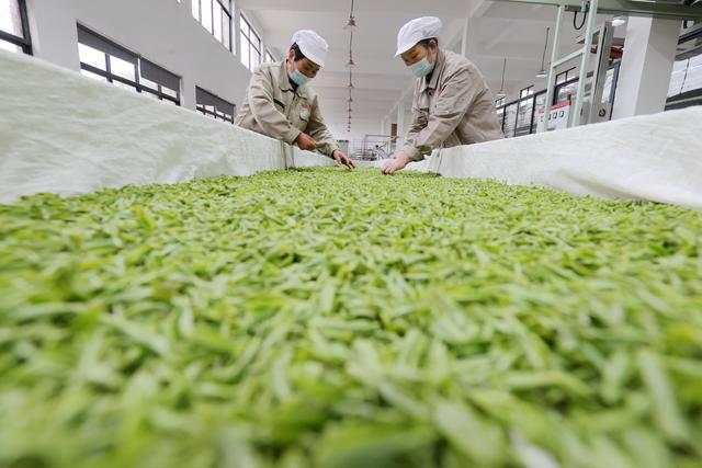 3月18日,浙江省湖州市德清县莫干山镇一家茶场的工人对新采的茶叶摊青