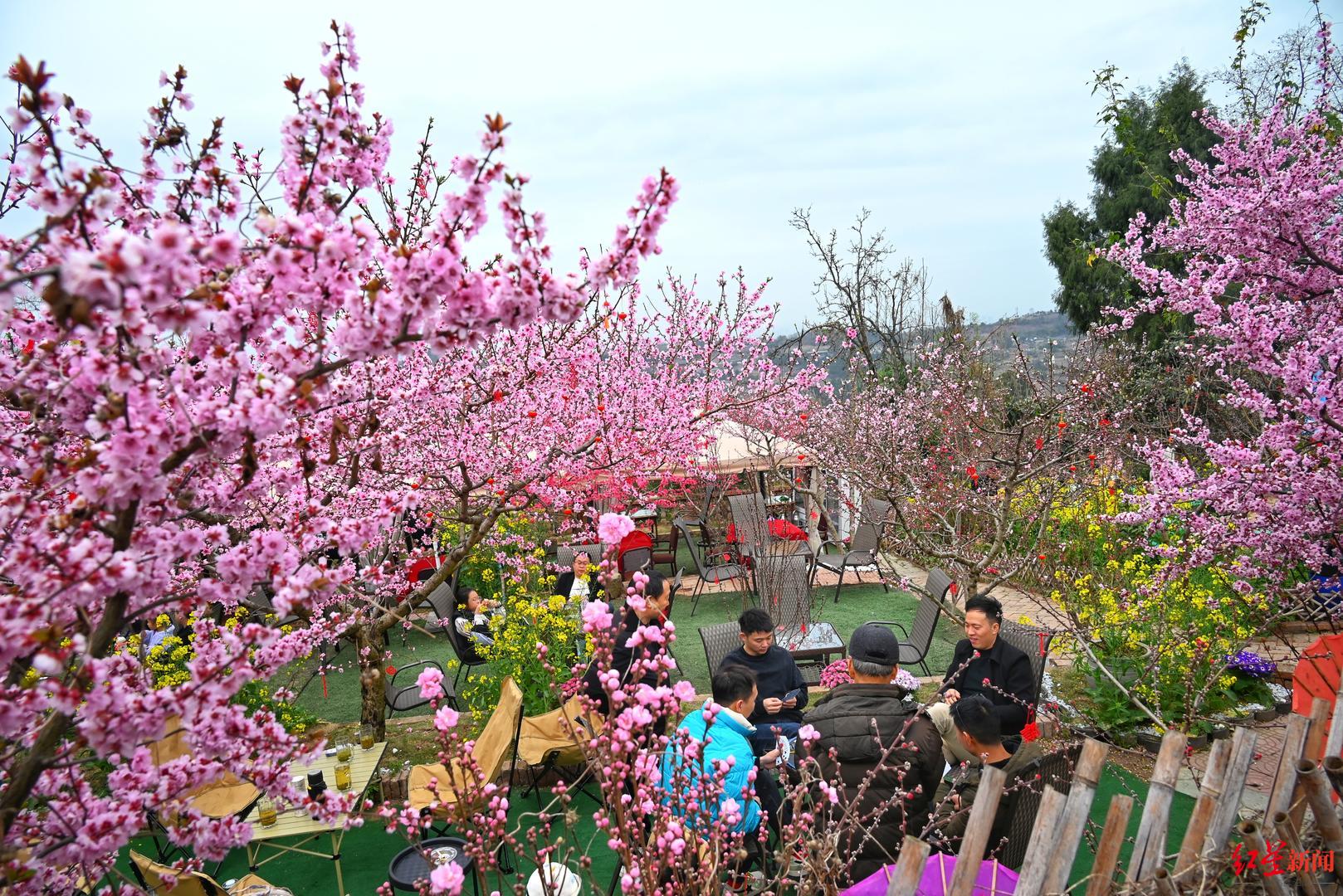 注意周末去龙泉山看桃花这些路段有交管措施