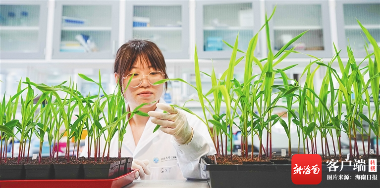 在三亚市崖州湾科技城创新研学谷实验室，研究员观察玉米幼苗植株的叶片。王将就供图