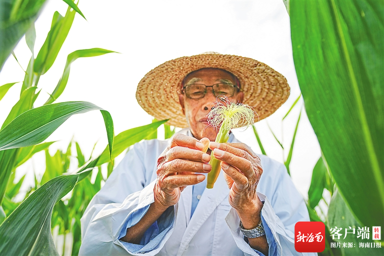 玉米育种专家程相文查看授粉期玉米材料的生长情况。王将就供图