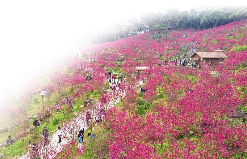 &nbsp;&nbsp;&nbsp;&nbsp;桃花坞里桃花盛放&nbsp;&nbsp;&nbsp;&nbsp