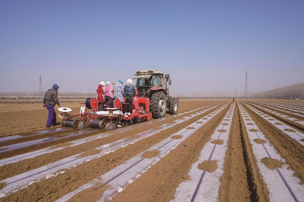 订单土豆 播种忙|农民_新浪财经_新浪网