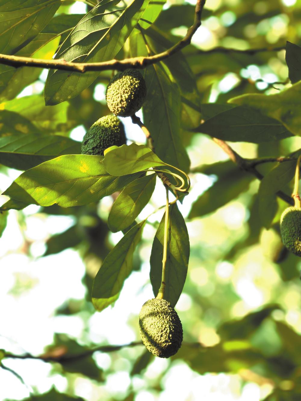 孟连"树上熟"牛油果
