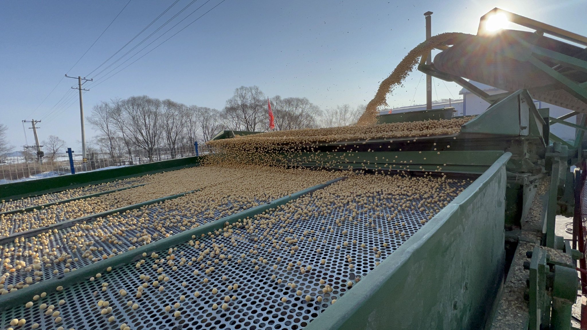 45亩的三圃田种植面积,我们目前正在对去年秋季田间提取到的黑河43