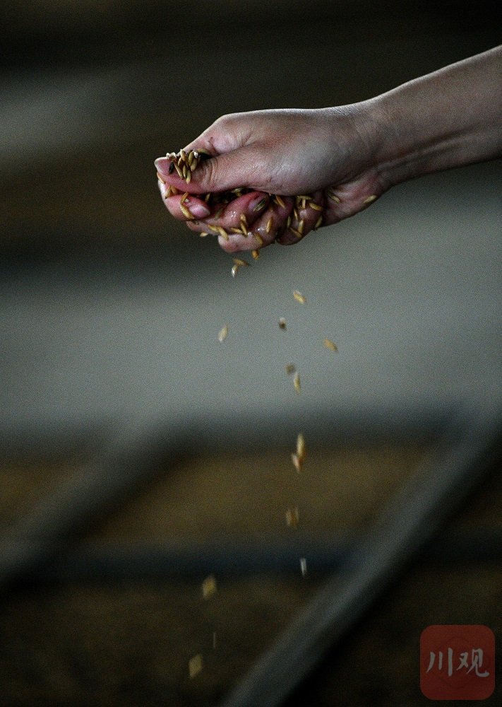 工人们正在育秧工厂播撒种子.