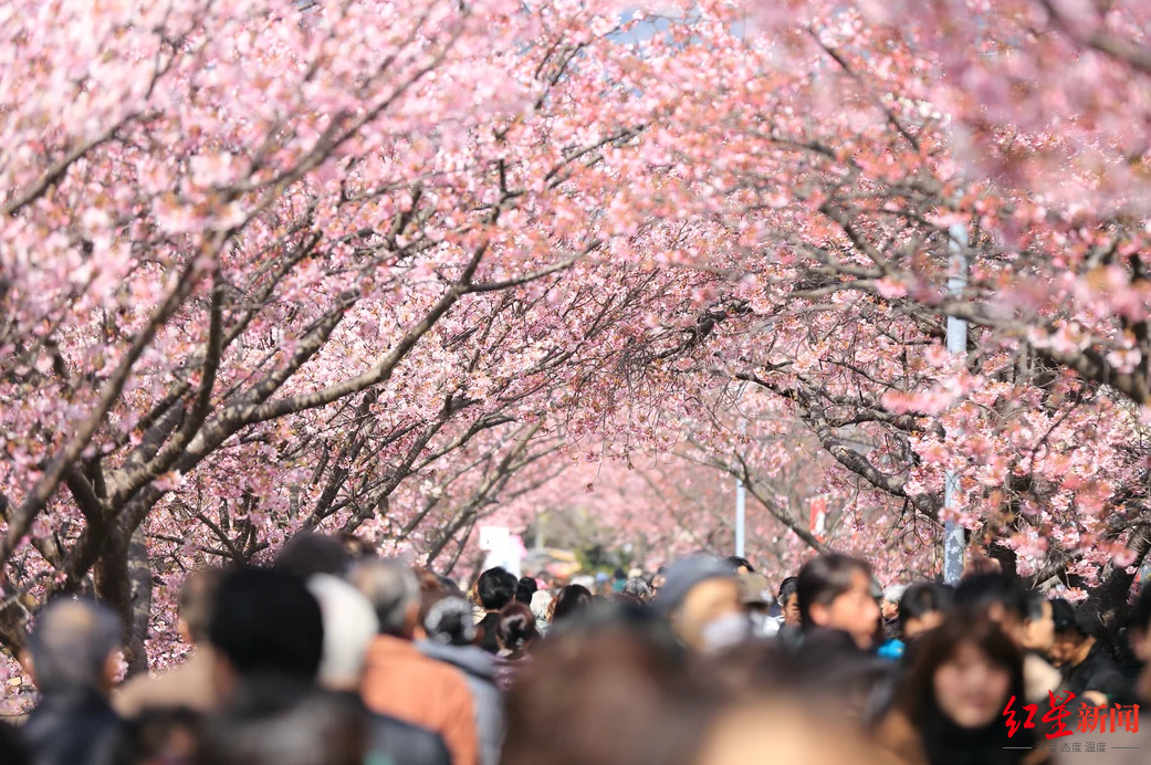 日本樱花观察②丨今年欲狂揽550亿日本樱花季这张牌还能奏效吗