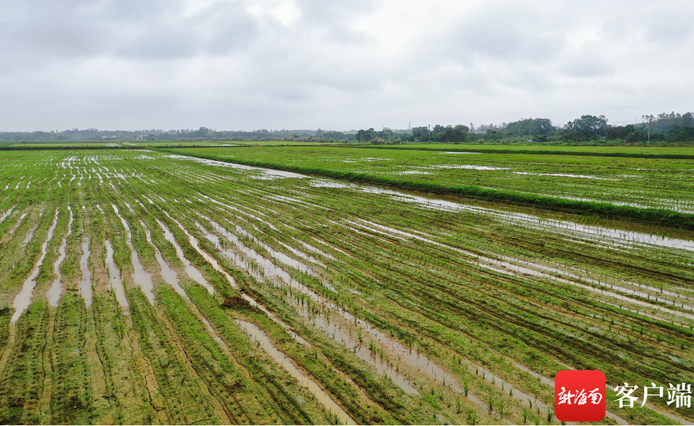 海南农垦东路农场公司位于文昌市东路镇的水田.记者 李昊 摄