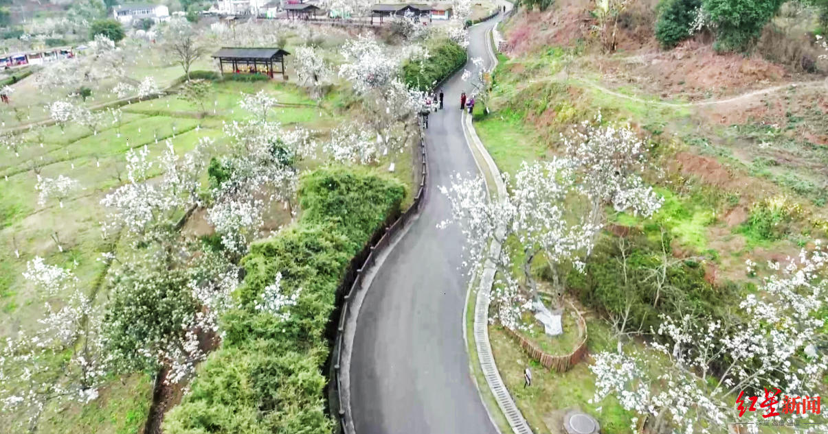 花开胜雪新津梨花溪迎来梨花盛花期