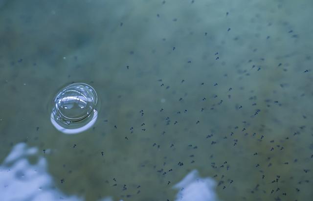 湖州市吴兴区东林镇保健村的湖旺水产基地孵化池内刚刚孵化出来的鱼苗