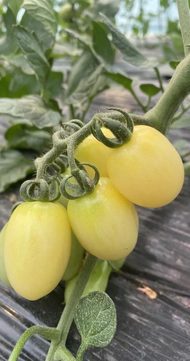 奉城这个村的多巴胺五彩小番茄"甜蜜"上市!_新浪财经_新浪网