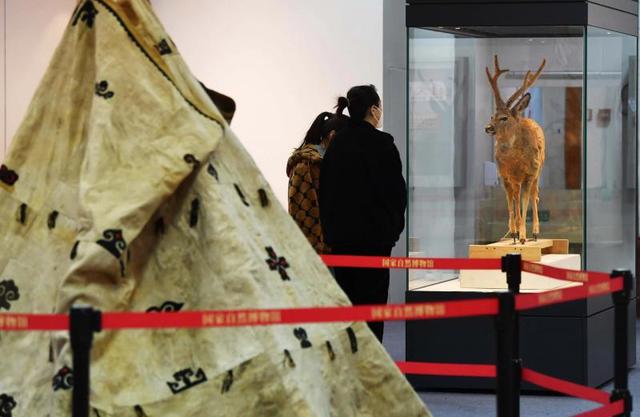 "黑龙江鱼皮兽皮树皮文化展"在国家自然博物馆亮相_新浪财经_新浪网