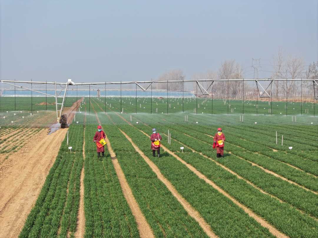河南省南乐县杨村乡的高标准农田示范区里,一个大型平移自走式节水