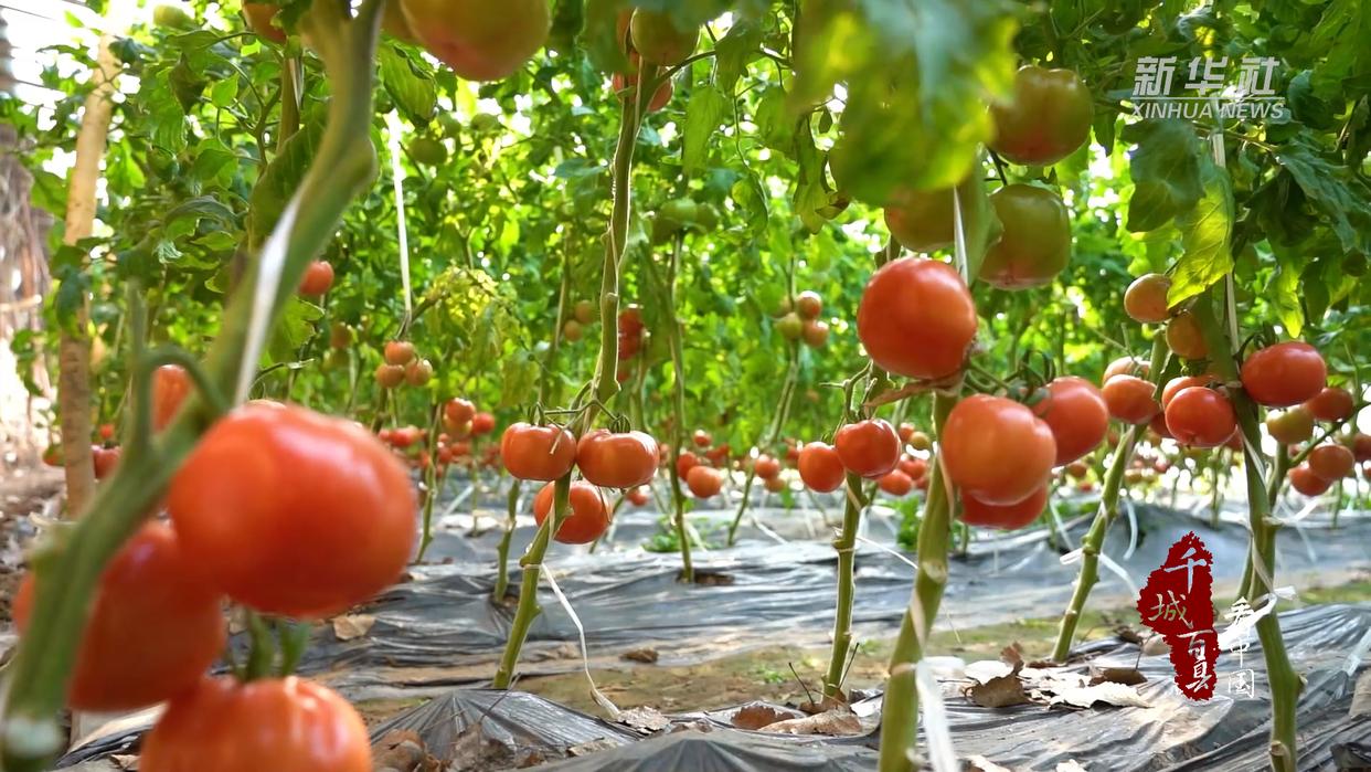 千城百县看中国|河北固安:"口感西红柿"带来红火好日子_新浪财经_新浪