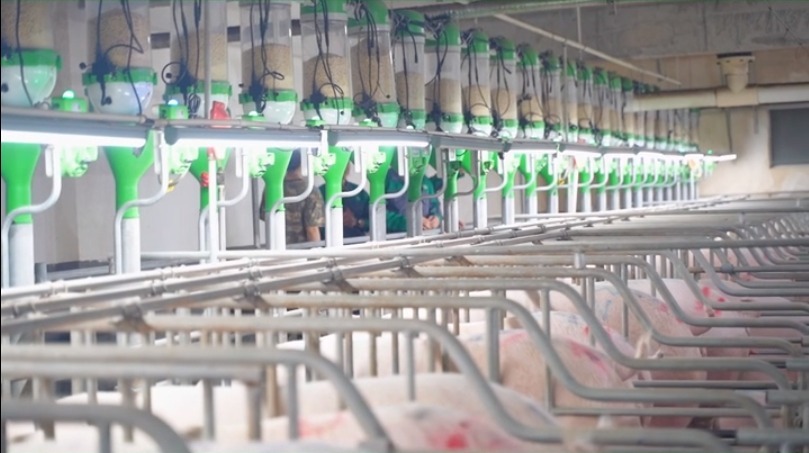 fpf智能设施楼房养猪模式构建全新生猪养殖生态|广西_新浪财经_新浪网